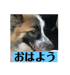 花＆菫花（個別スタンプ：1）