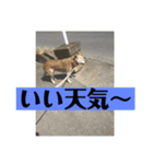 花＆菫花（個別スタンプ：2）