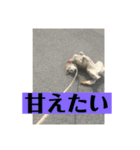 花＆菫花（個別スタンプ：4）