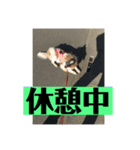 花＆菫花（個別スタンプ：7）