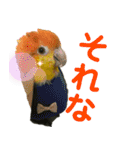 Cちゃんスタンプ 第2弾（個別スタンプ：1）