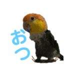 Cちゃんスタンプ 第2弾（個別スタンプ：4）