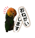 Cちゃんスタンプ 第2弾（個別スタンプ：11）