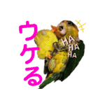 Cちゃんスタンプ 第2弾（個別スタンプ：14）