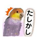 Cちゃんスタンプ 第2弾（個別スタンプ：25）