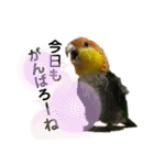 Cちゃんスタンプ 第2弾（個別スタンプ：28）