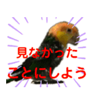 Cちゃんスタンプ 第2弾（個別スタンプ：29）