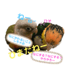 Cちゃんスタンプ 第2弾（個別スタンプ：33）