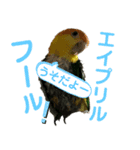 Cちゃんスタンプ 第2弾（個別スタンプ：38）