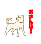 雑種犬スタンプ 白（個別スタンプ：8）