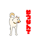 雑種犬スタンプ 白（個別スタンプ：9）