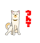 雑種犬スタンプ 白（個別スタンプ：15）