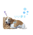 ハッピービーグル（個別スタンプ：3）