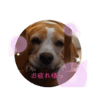 ハッピービーグル（個別スタンプ：4）