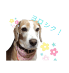 ハッピービーグル（個別スタンプ：12）