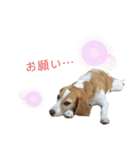 ハッピービーグル（個別スタンプ：14）