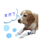 ハッピービーグル（個別スタンプ：22）
