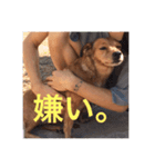 ブラジル半野良犬リリー（個別スタンプ：2）