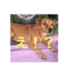 ブラジル半野良犬リリー（個別スタンプ：4）