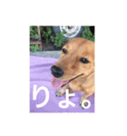 ブラジル半野良犬リリー（個別スタンプ：7）