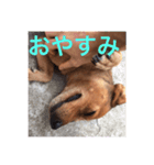ブラジル半野良犬リリー（個別スタンプ：9）