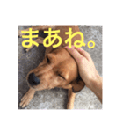 ブラジル半野良犬リリー（個別スタンプ：10）