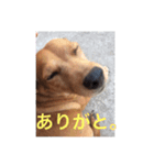 ブラジル半野良犬リリー（個別スタンプ：14）