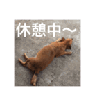 ブラジル半野良犬リリー（個別スタンプ：15）
