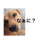 ブラジル半野良犬リリー（個別スタンプ：16）