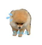 見た目可愛いポメラニアン（個別スタンプ：5）
