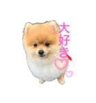 見た目可愛いポメラニアン（個別スタンプ：6）