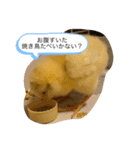 ほのぼのマッコリ日常（個別スタンプ：2）