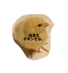 ほのぼのマッコリ日常（個別スタンプ：5）