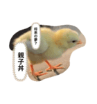 ほのぼのマッコリ日常（個別スタンプ：7）
