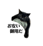 金子家ねこ③(黒猫、さび、キジトラver.)（個別スタンプ：1）