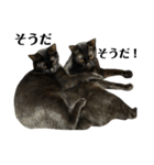 金子家ねこ③(黒猫、さび、キジトラver.)（個別スタンプ：2）