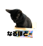金子家ねこ③(黒猫、さび、キジトラver.)（個別スタンプ：3）