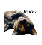 金子家ねこ③(黒猫、さび、キジトラver.)（個別スタンプ：4）