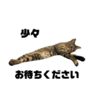 金子家ねこ③(黒猫、さび、キジトラver.)（個別スタンプ：5）