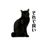 金子家ねこ③(黒猫、さび、キジトラver.)（個別スタンプ：6）