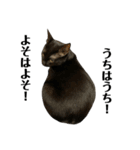 金子家ねこ③(黒猫、さび、キジトラver.)（個別スタンプ：7）