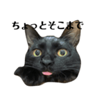 金子家ねこ③(黒猫、さび、キジトラver.)（個別スタンプ：11）