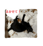 金子家ねこ③(黒猫、さび、キジトラver.)（個別スタンプ：12）