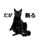 金子家ねこ③(黒猫、さび、キジトラver.)（個別スタンプ：14）