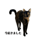 金子家ねこ③(黒猫、さび、キジトラver.)（個別スタンプ：15）