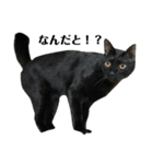金子家ねこ③(黒猫、さび、キジトラver.)（個別スタンプ：16）