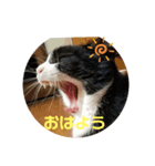 パウくん（個別スタンプ：2）