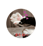 パウくん（個別スタンプ：3）