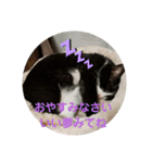 パウくん（個別スタンプ：5）