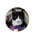 パウくん（個別スタンプ：7）